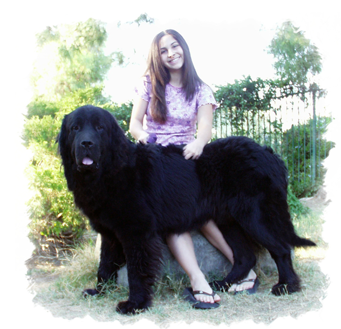 Newfoundland rescue dogs sales for adoption